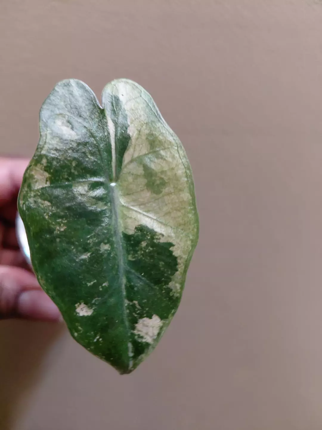 Pseudosanderiana Pink Corm Grown thumbnail