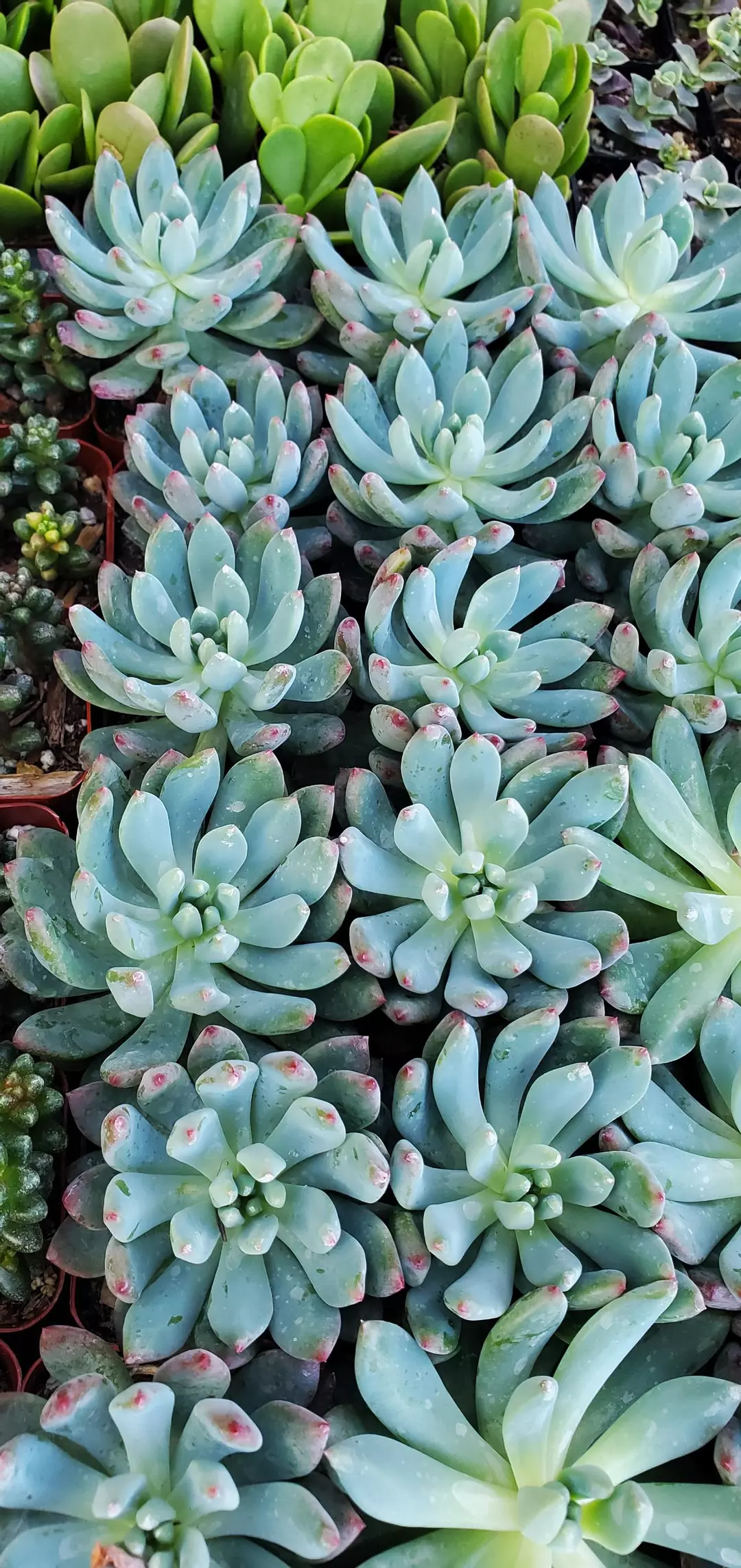 2 inch Blue Elf thumbnail