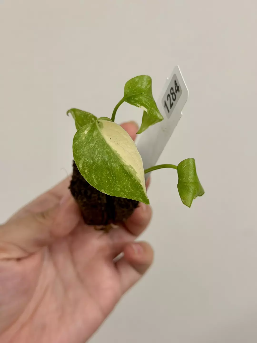 1284 Monstera Thai Constellation Acclimated Plug thumbnail