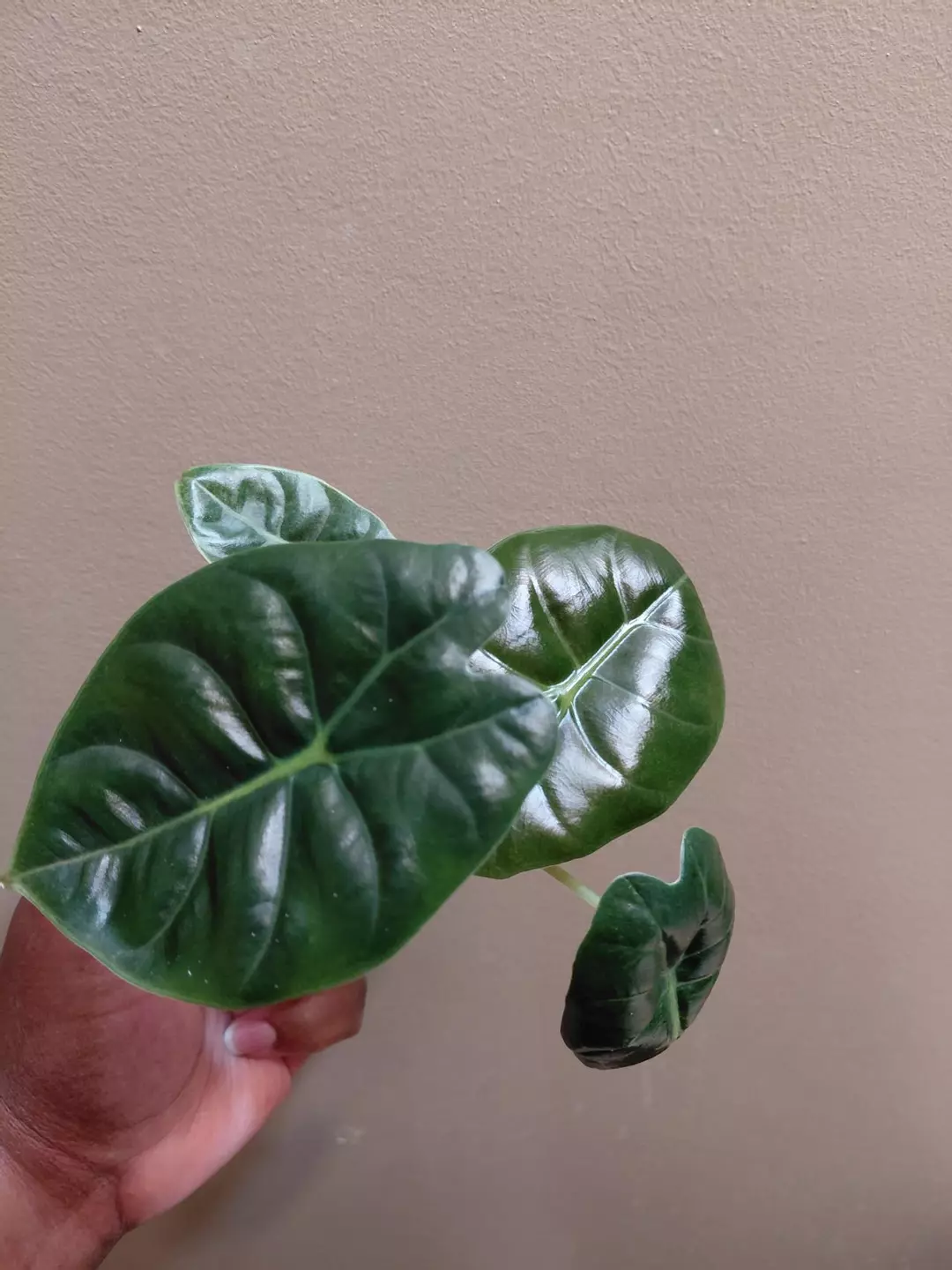 Alocasia Golden Bone Splash thumbnail