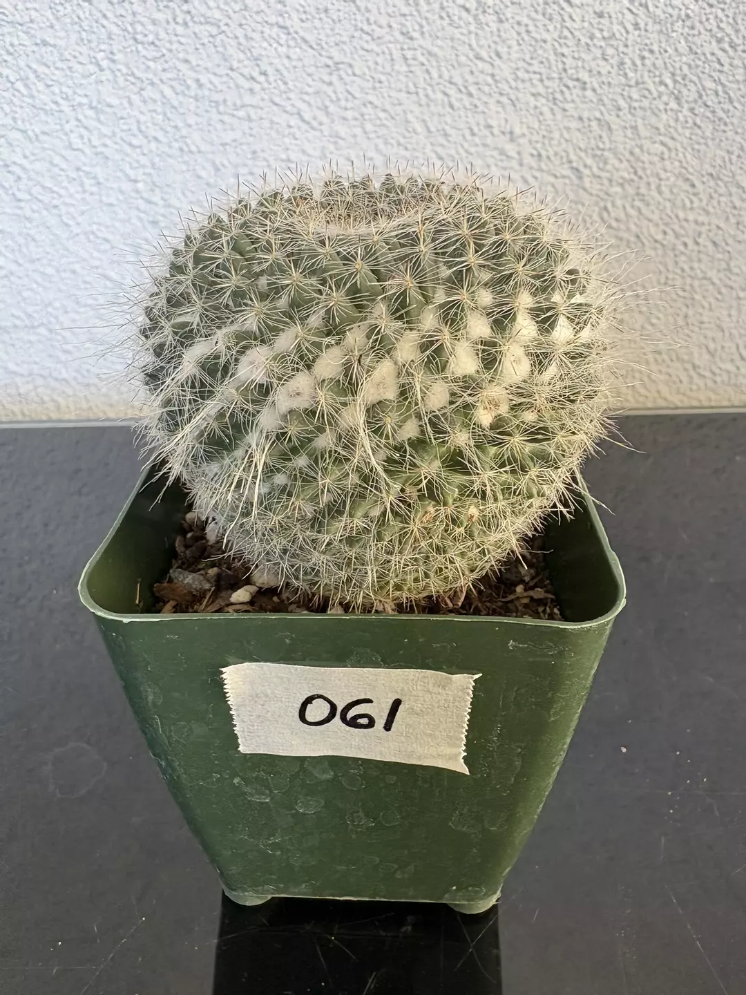 #061 Mammillaria 4” thumbnail