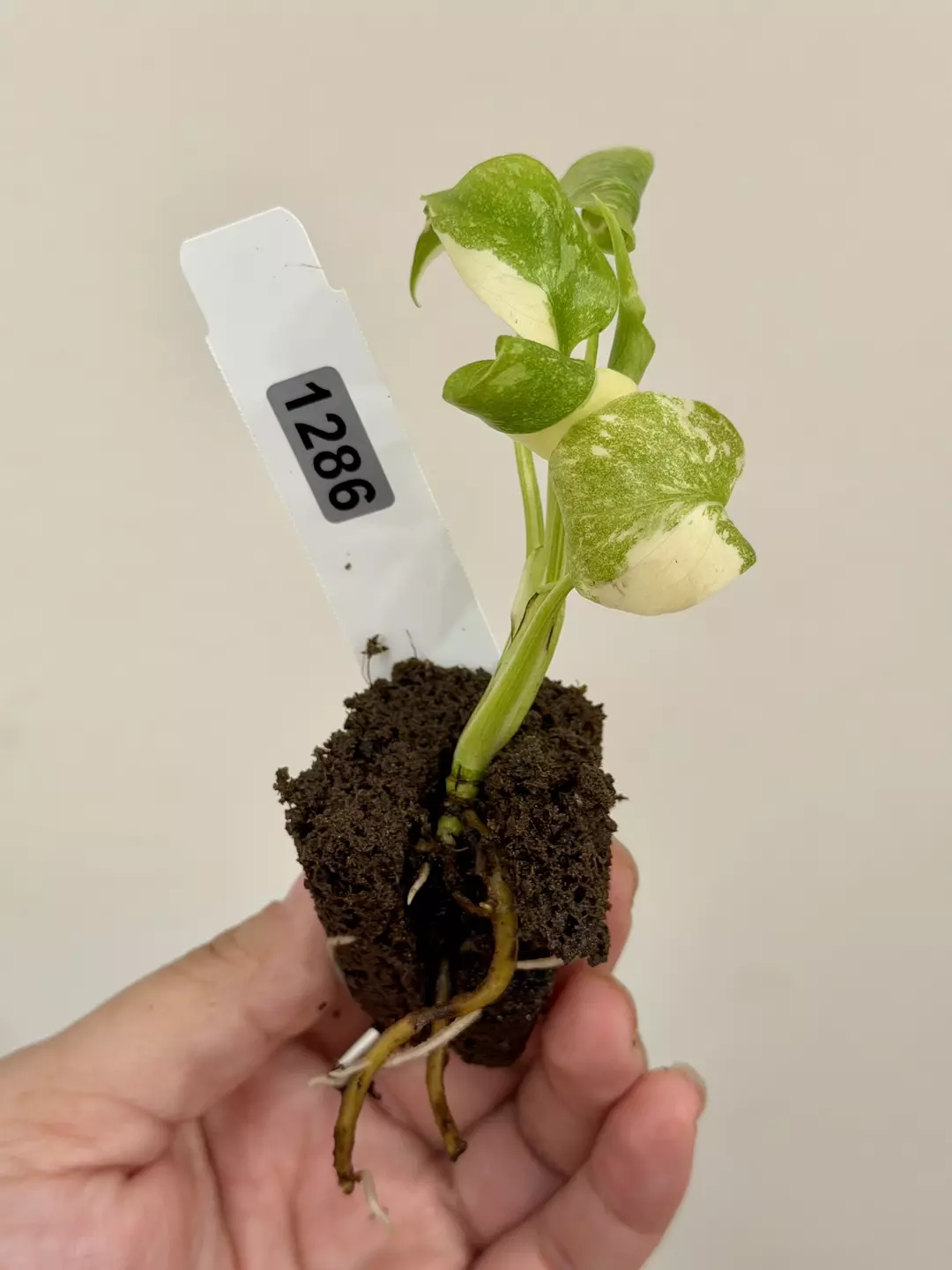 1286 Monstera Thai Constellation Acclimated Plug thumbnail