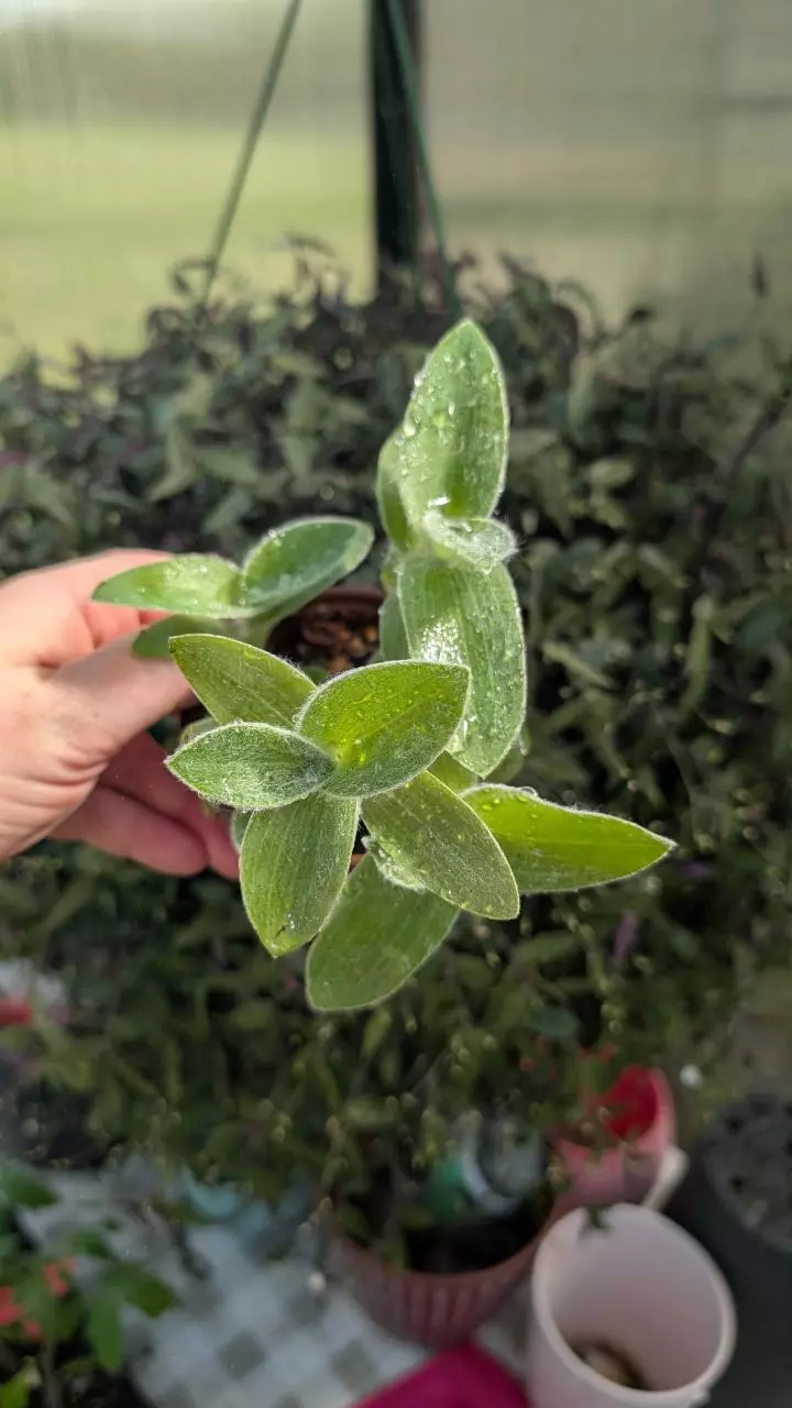 Tradescantia Sillamonata thumbnail