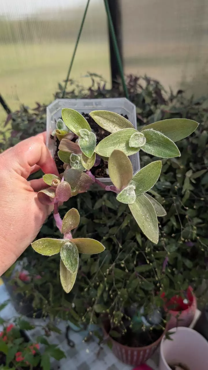 Tradescantia Sillamonata thumbnail