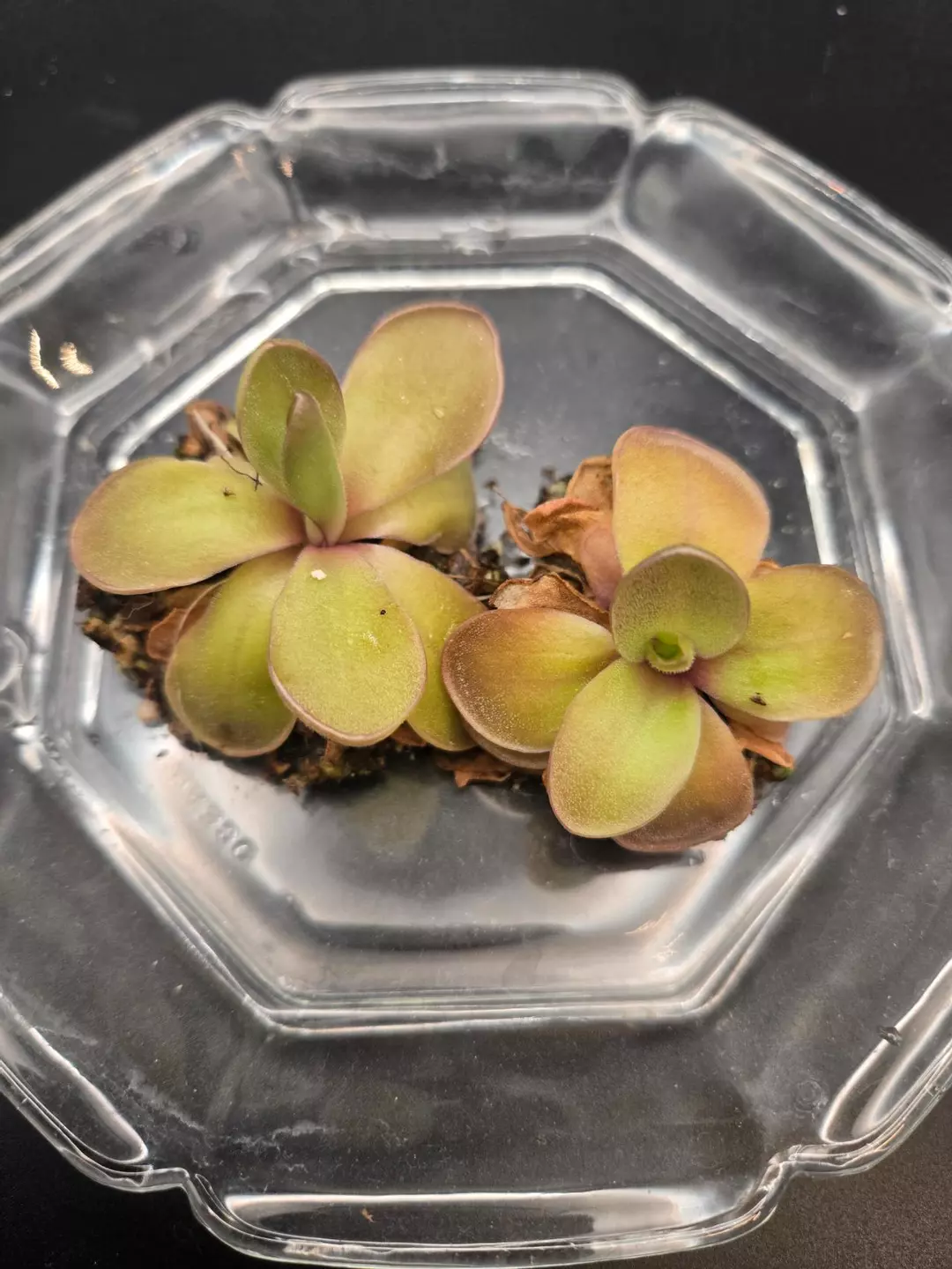 *GC* ping hemiepiphytica x gigantea thumbnail