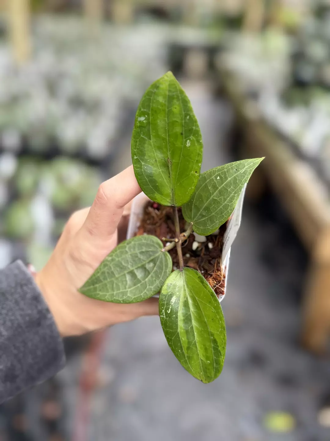 Hoya glabra inner variegated thumbnail
