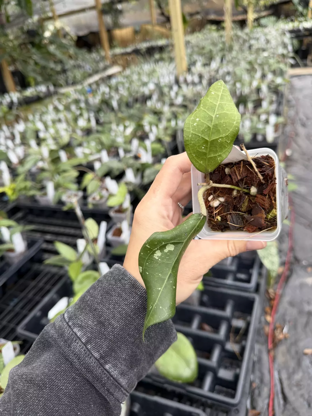 Hoya sp. Wayang Lampung (Clone 2) thumbnail