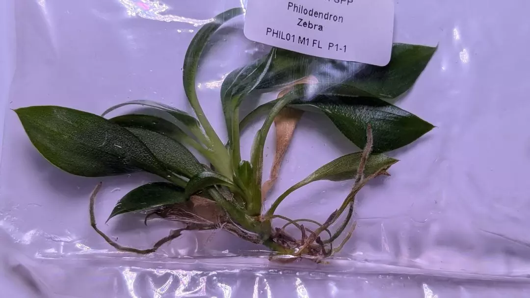 Philodendron Zebra thumbnail