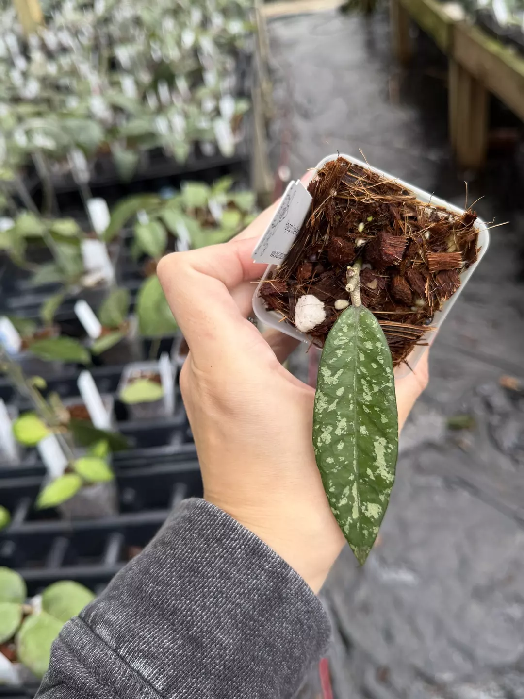 Hoya sp. Ume Panu thumbnail