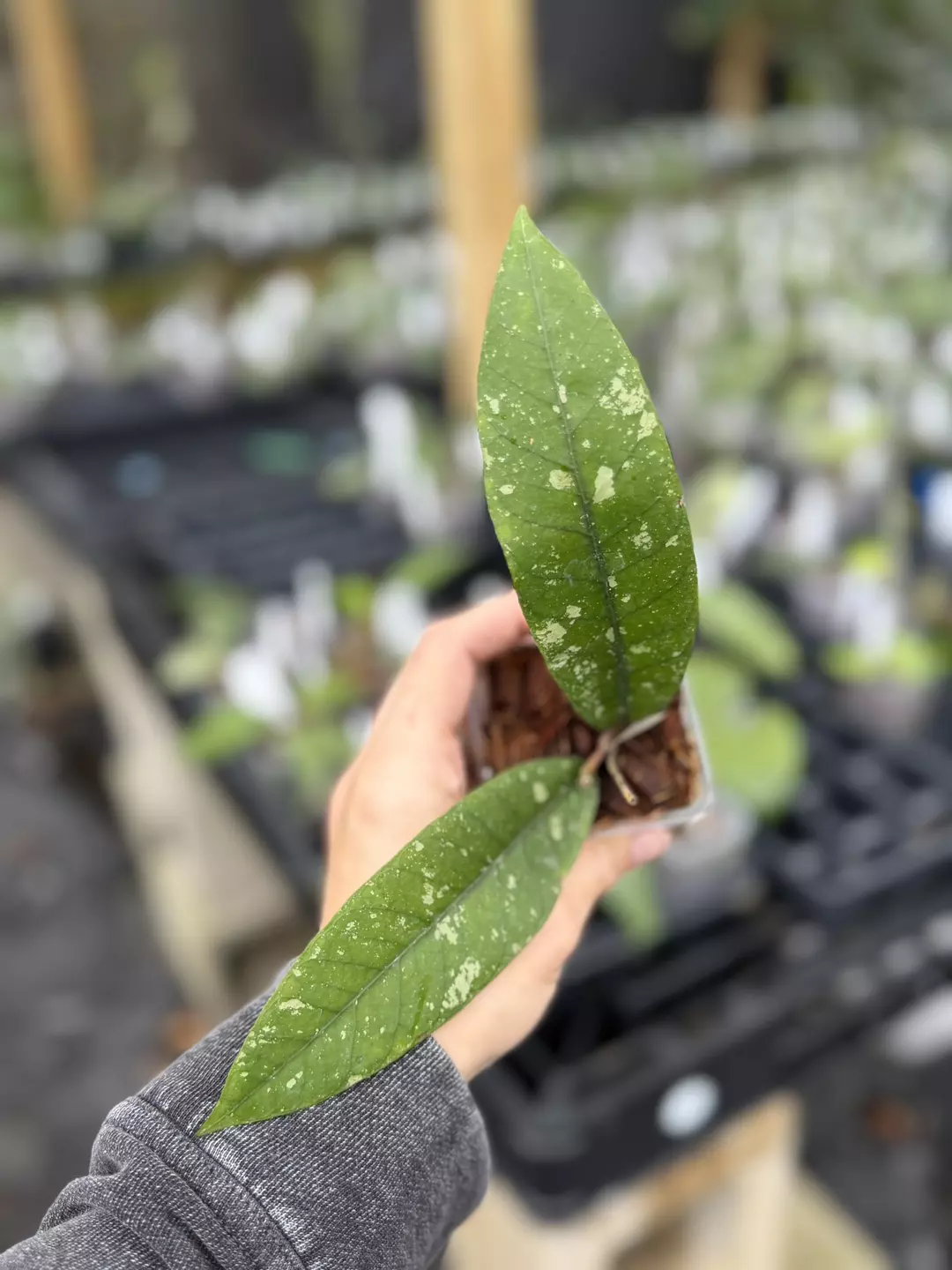 Hoya sp. Bur Senubung thumbnail