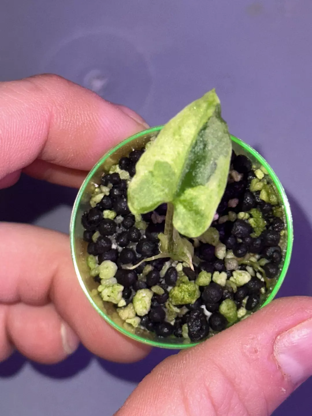 Var lauterbachiana thumbnail