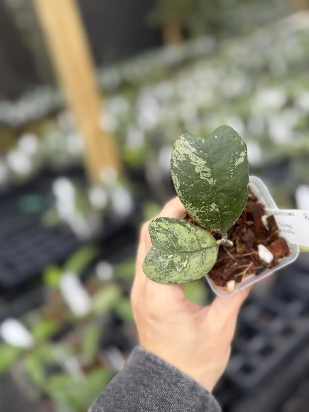 Hoya deykiae 'Morning Dew' thumbnail