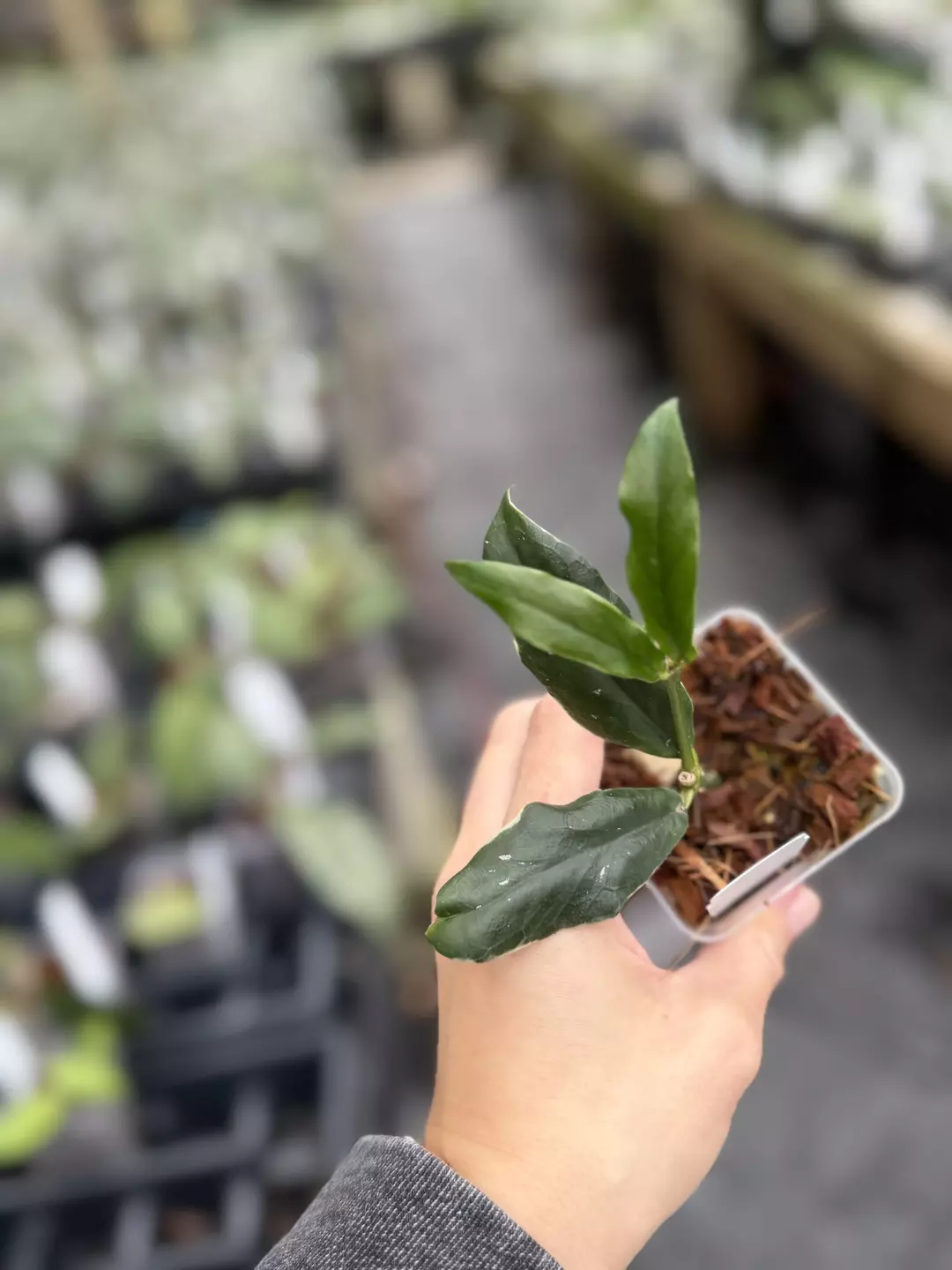 Hoya Lobbii outer variegated thumbnail