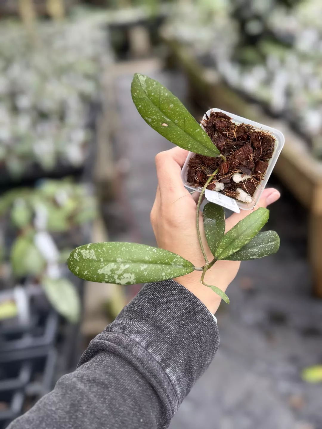 Hoya sp North Sumatra thumbnail