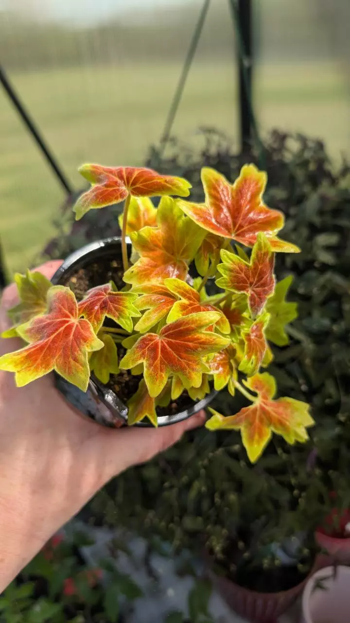 Geranium Vancouver Centennial thumbnail