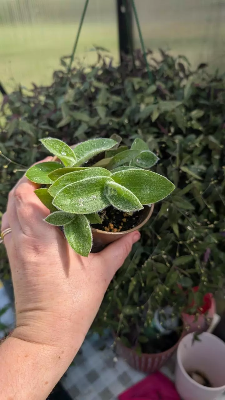 Tradascantia Sillamonata thumbnail