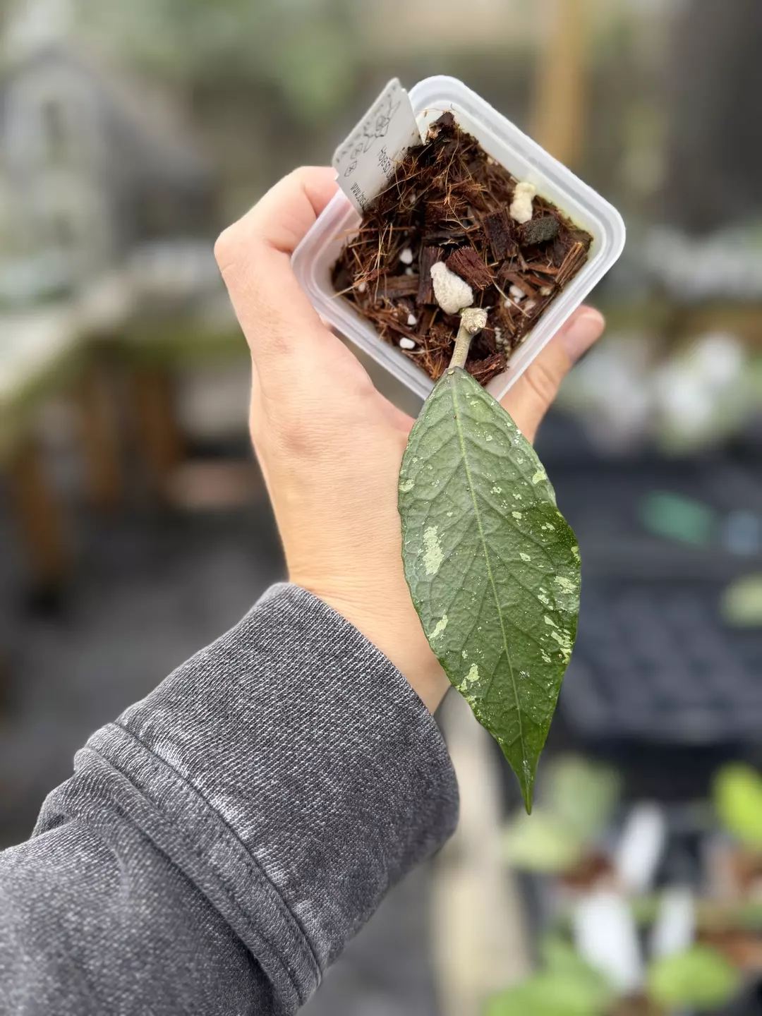 Hoya sp. Gumpang AA002 thumbnail