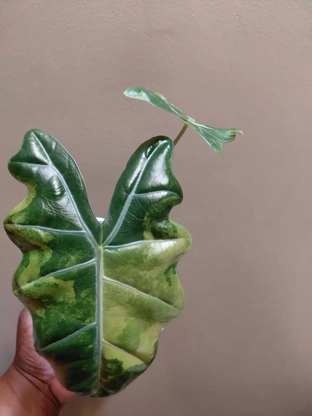 Alocasia Pseudosanderiana Aurea thumbnail