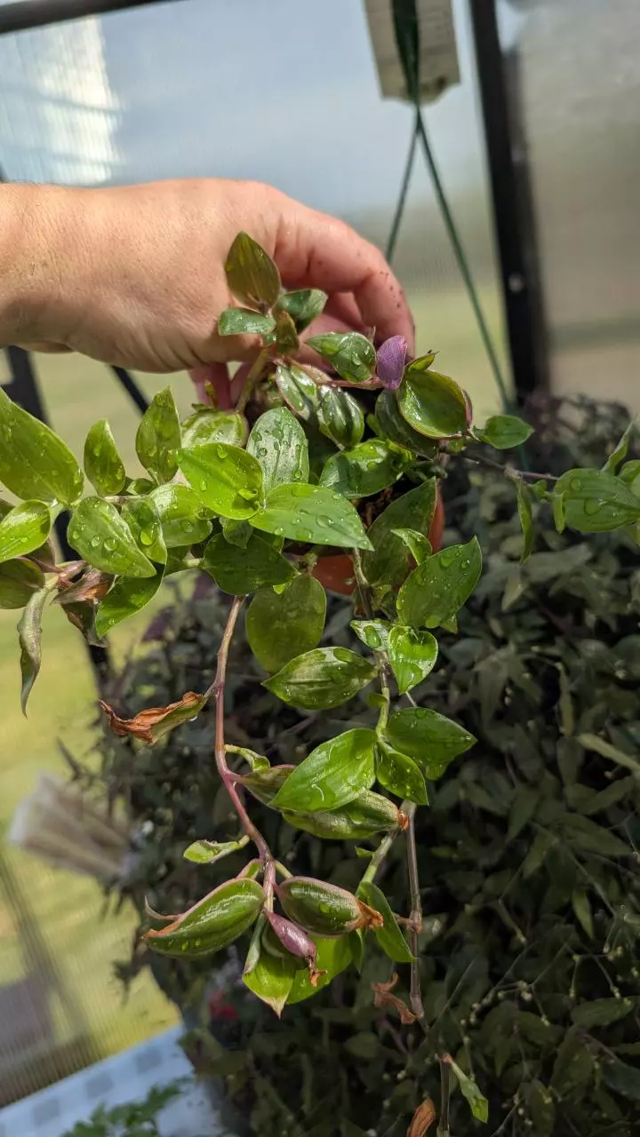 Tradescantia mixed pot thumbnail