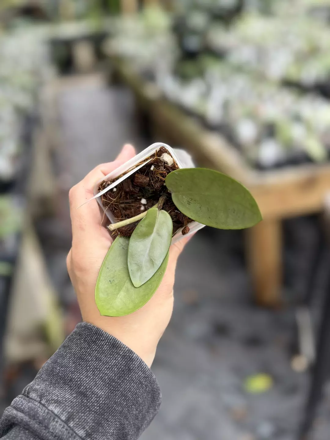 Hoya silver dollar thumbnail