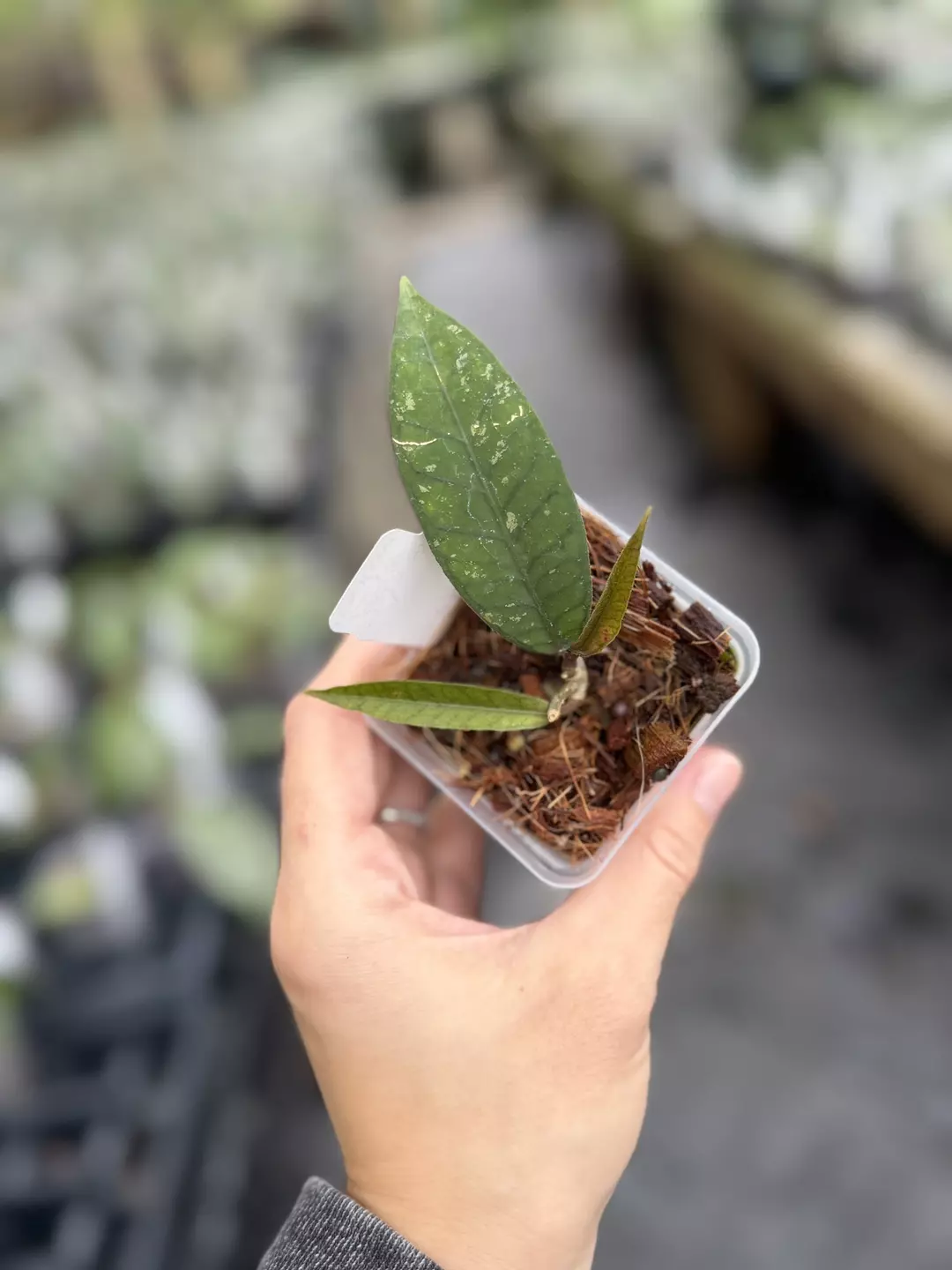 Hoya sp. Aceh Gunung Genting thumbnail