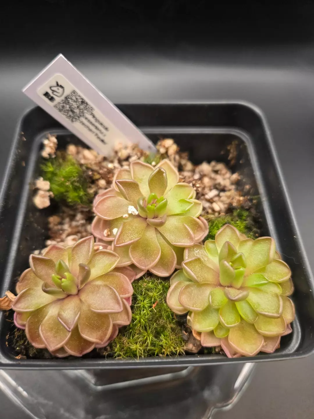 *GC* ping esseriana x zecheri 'Faulisi' thumbnail