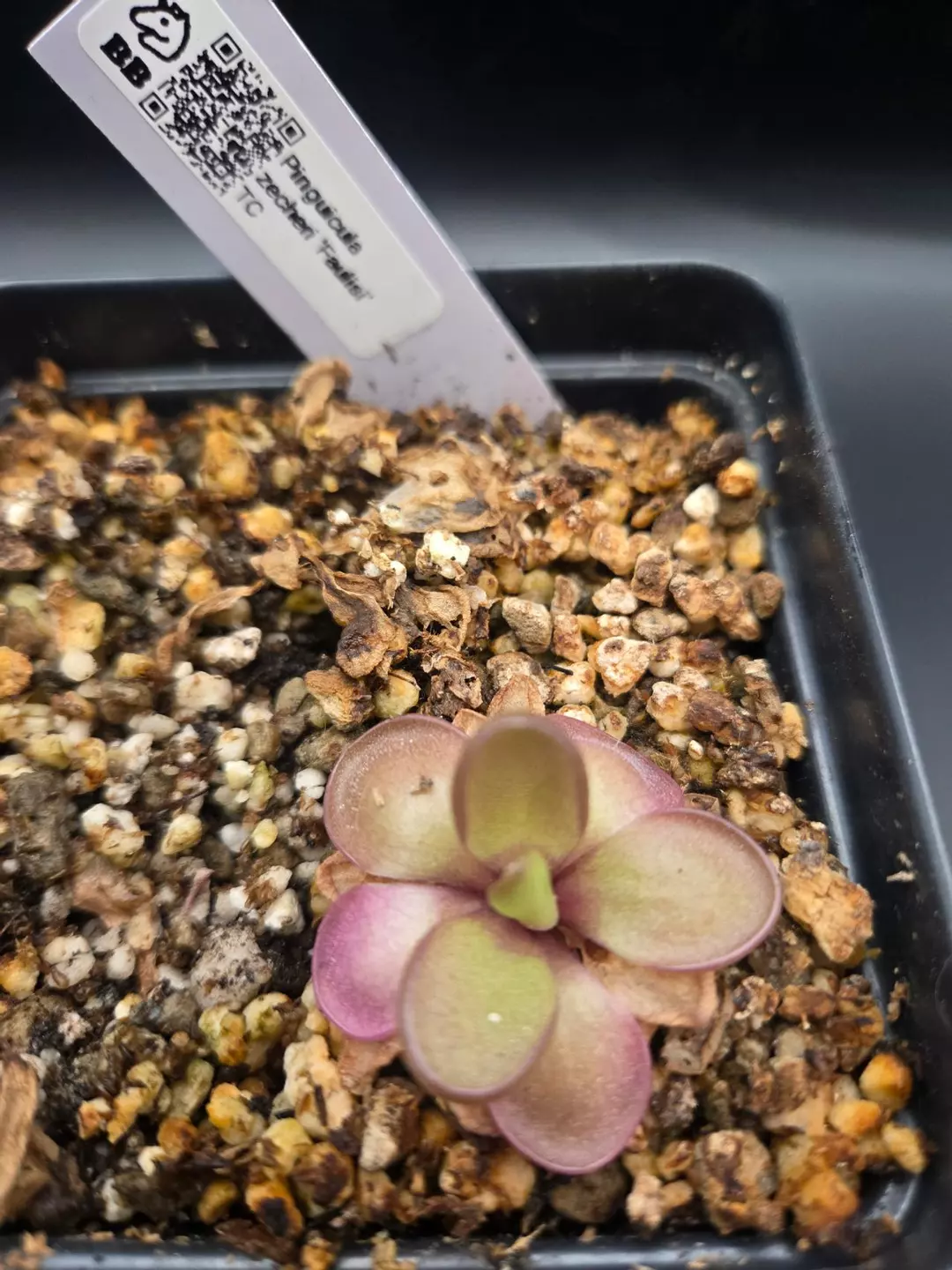 ping zecheri 'Faulisi' thumbnail