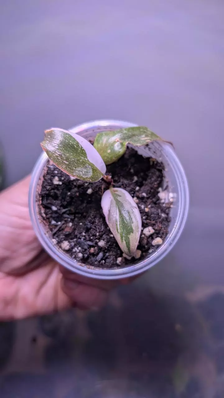 Philodendron Red Anderson  thumbnail