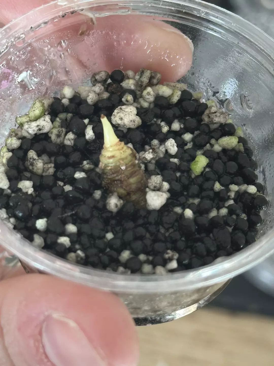 Dragon Scale Mint  thumbnail