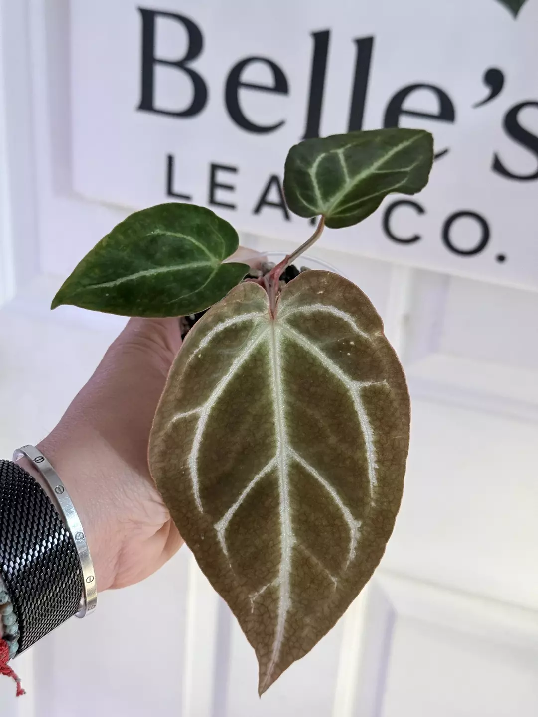 Anthurium Black velvet exact plant thumbnail