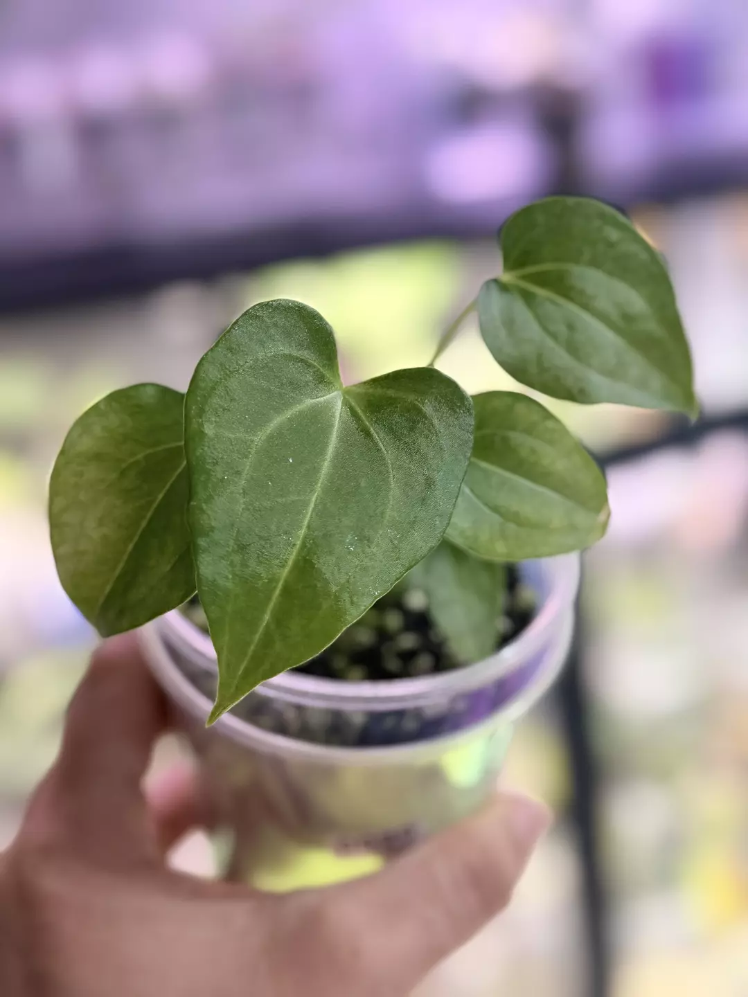 Anthurium Delta force exact plant thumbnail