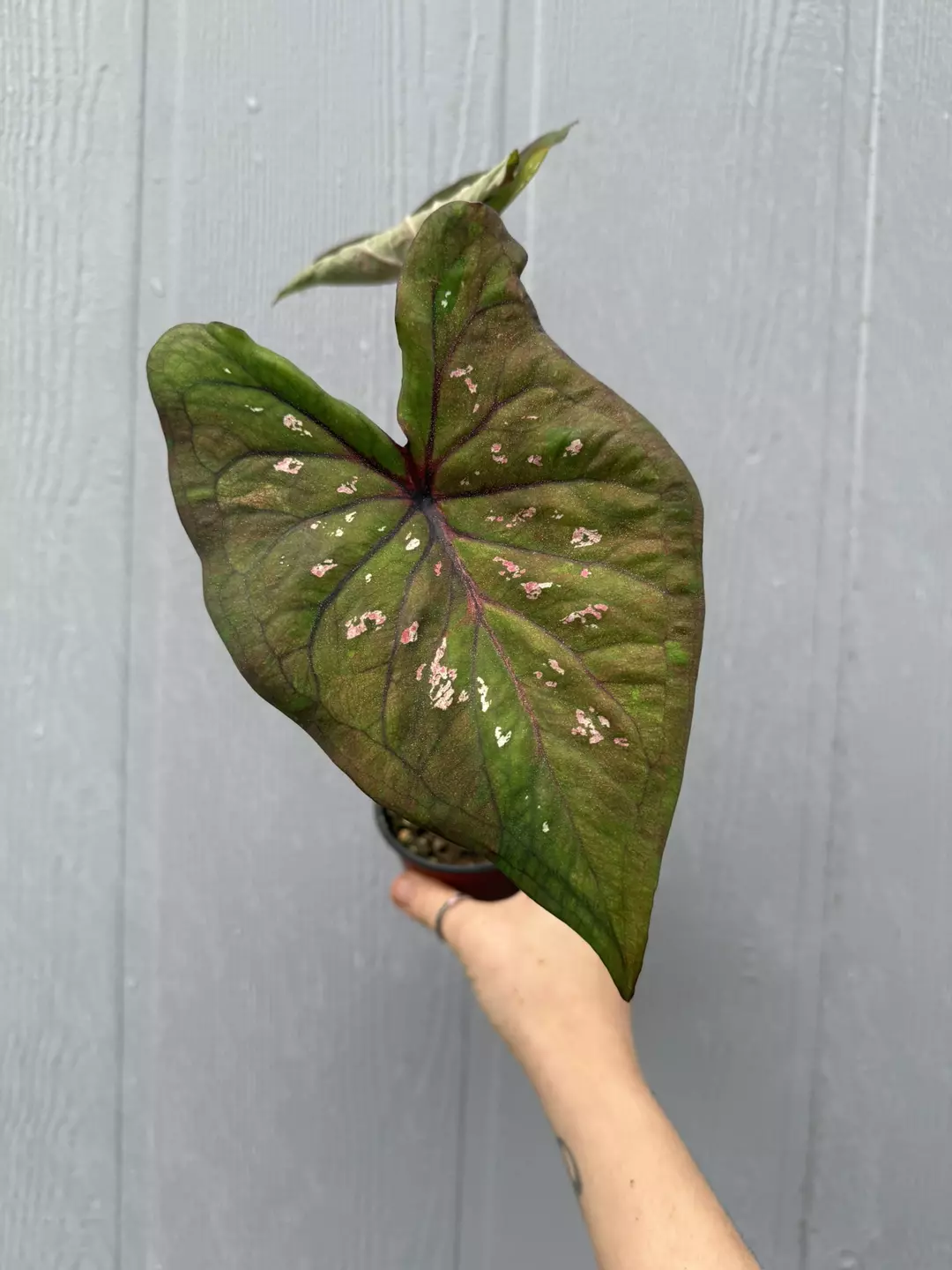 Thai Caladium Hybrid thumbnail