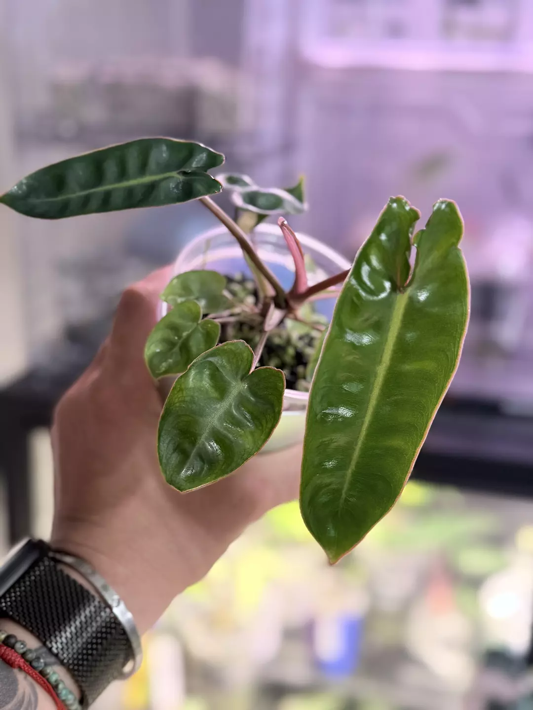 Reverted Philodendron Billietiae exact plant thumbnail