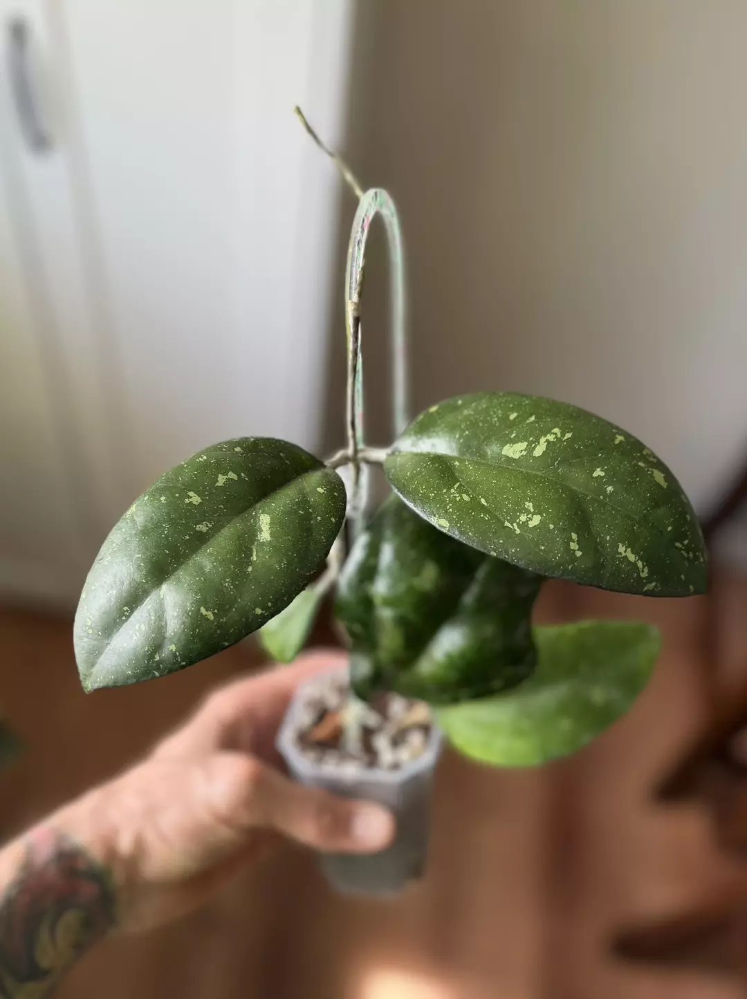 ✨H. Finlaysonii - full sized plant! Active growth. thumbnail