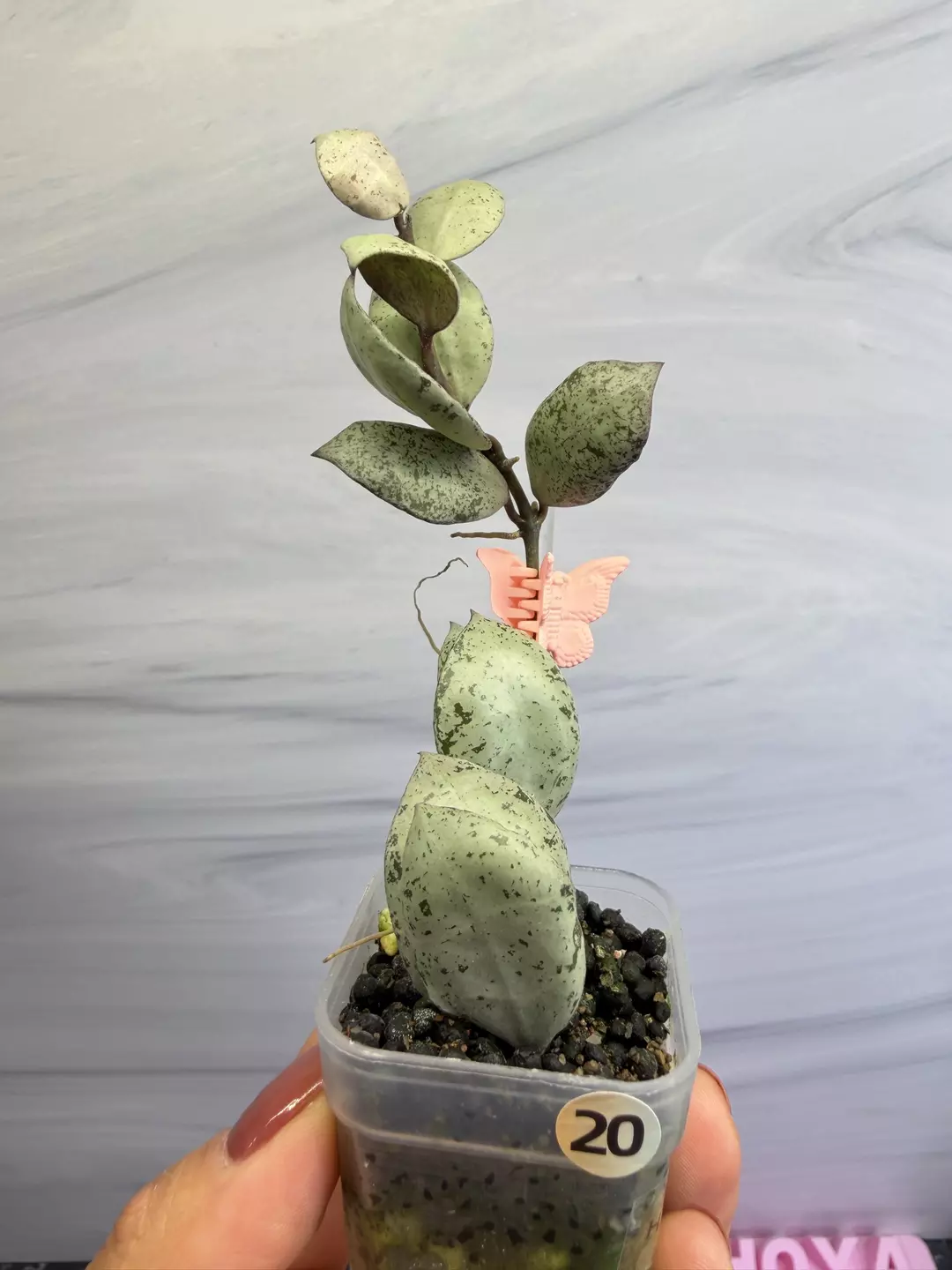 🪴Hoya Lacunosa Solongok #20
✨Newly rooted cutting with new growth thumbnail