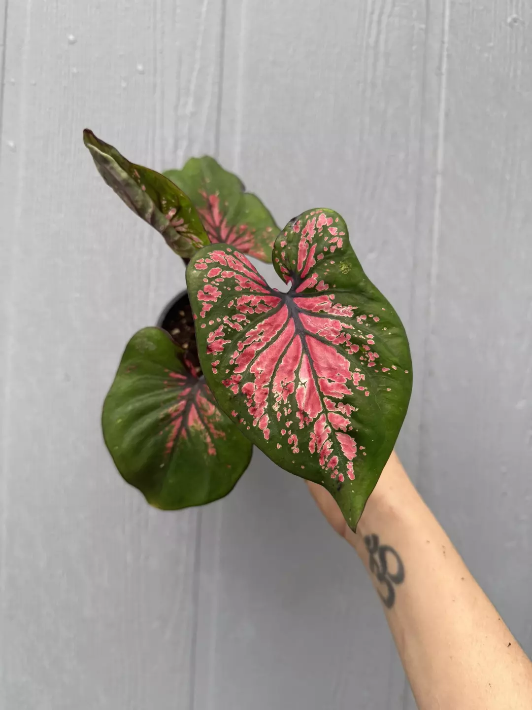 Thai Caladium Hybrid thumbnail