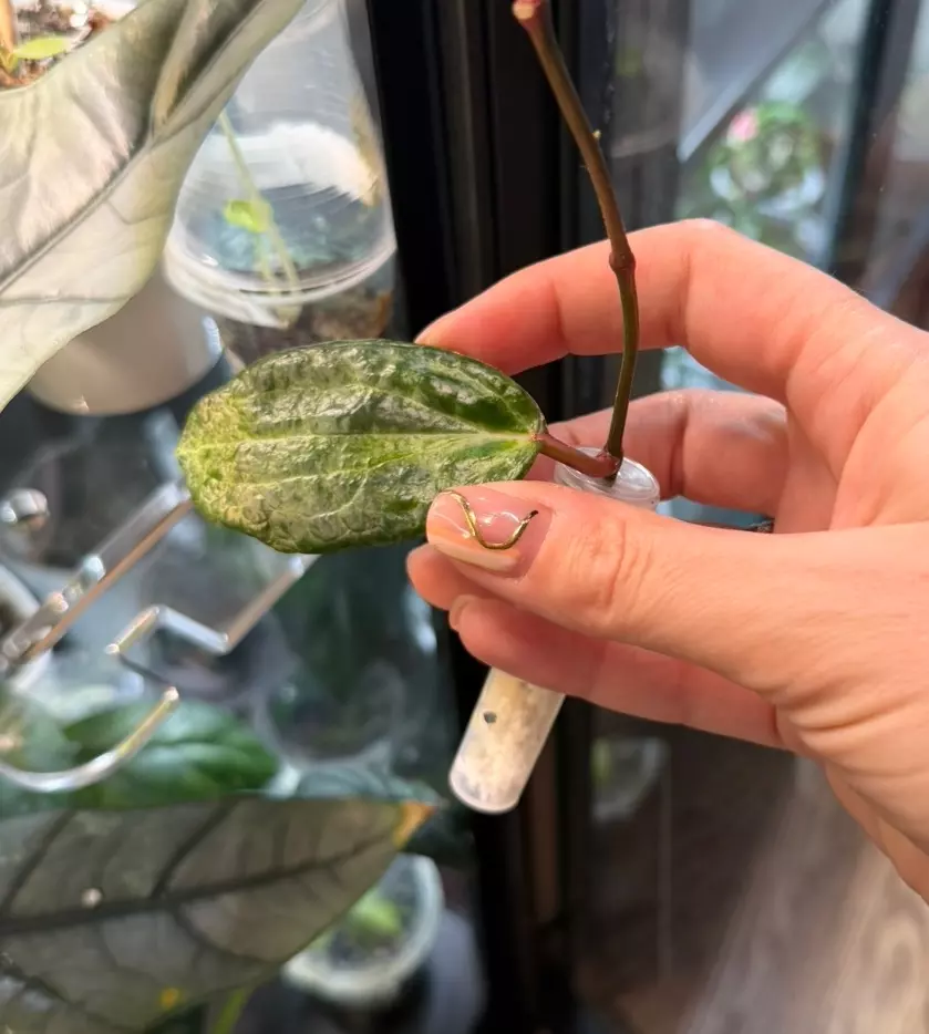 🐊✨H. ‘Crocodile’ Rooted Cutting thumbnail