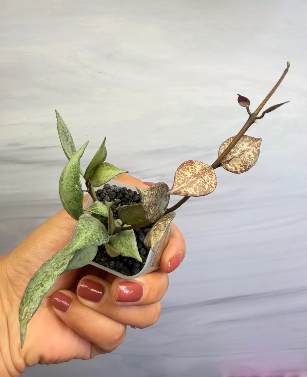 🪴Hoya Lacunosa Black Pearl 
✨Newly rooted cutting with new growth 
 thumbnail