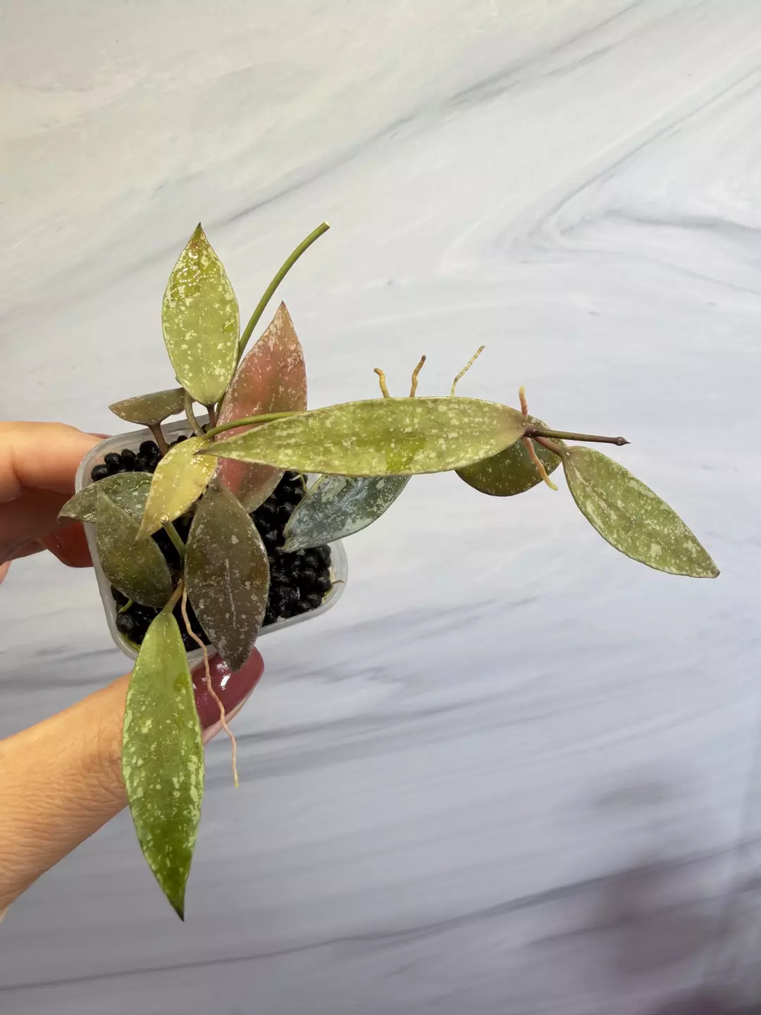 🪴 hoya Laos Silver  
✨newly Rooted cutting  thumbnail