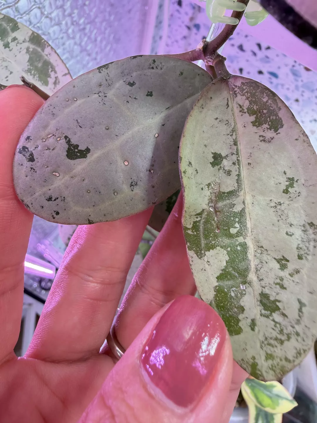 🪴 Hoya Elliptica Silver
✨Unrooted 2 Node & 2 leaf cutting thumbnail