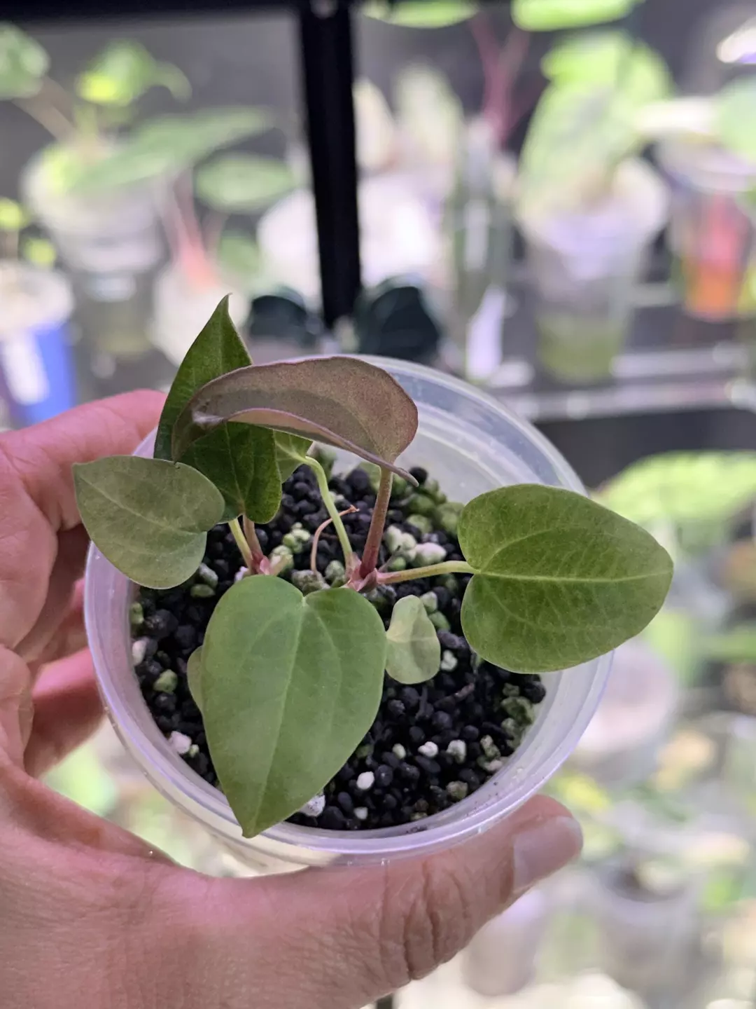 Anthurium darkmama x dressleri starter thumbnail