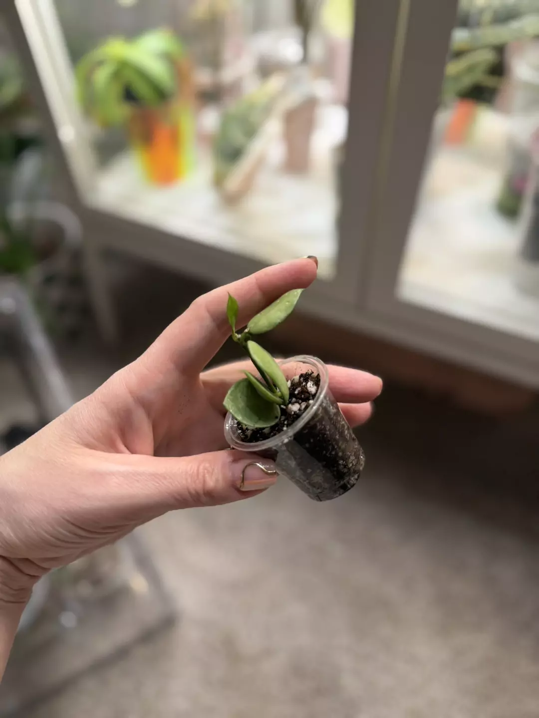 H. Lacunosa ‘Orange skin’ - thick and chunky lil’ leaves thumbnail