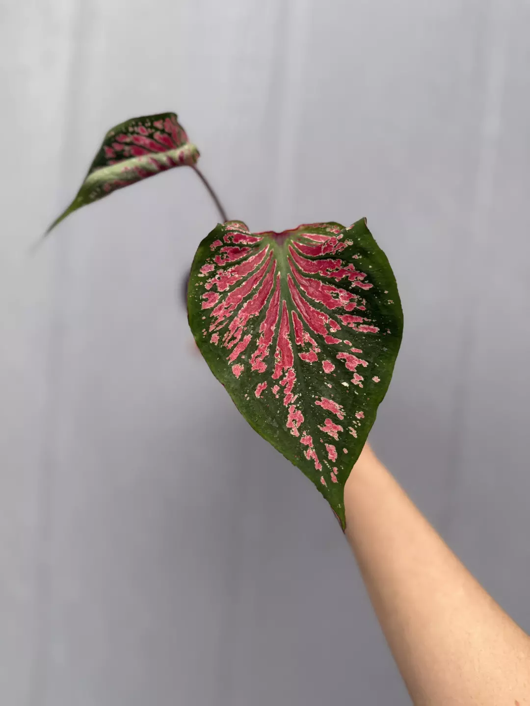 Thai Caladium Hybrid thumbnail