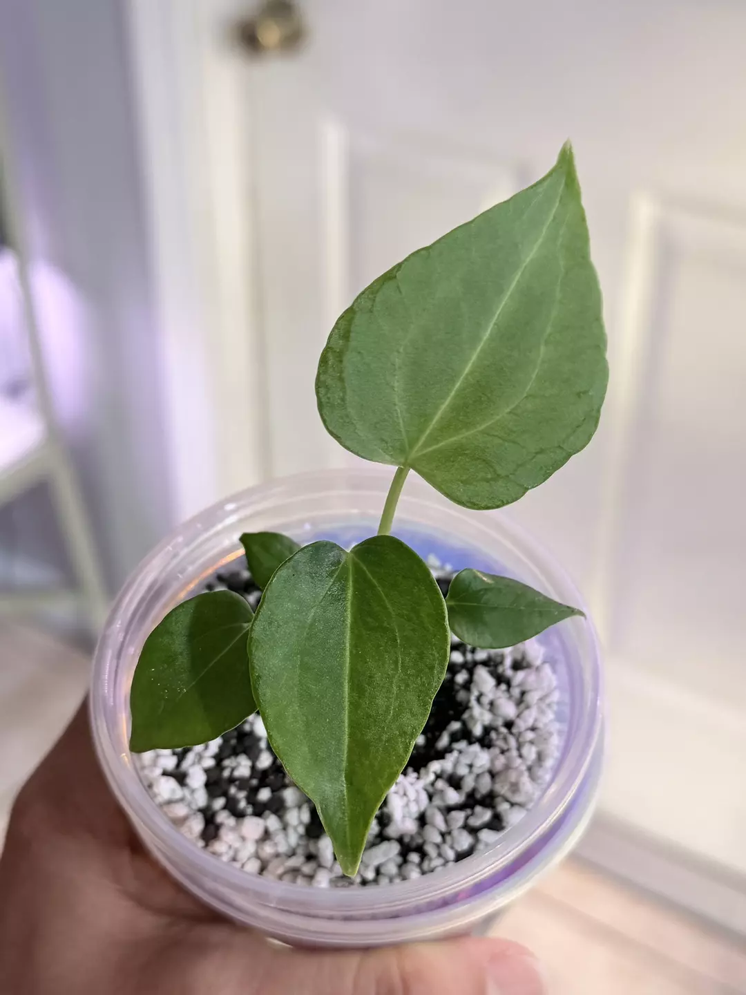 Anthurium delta force exact plant thumbnail