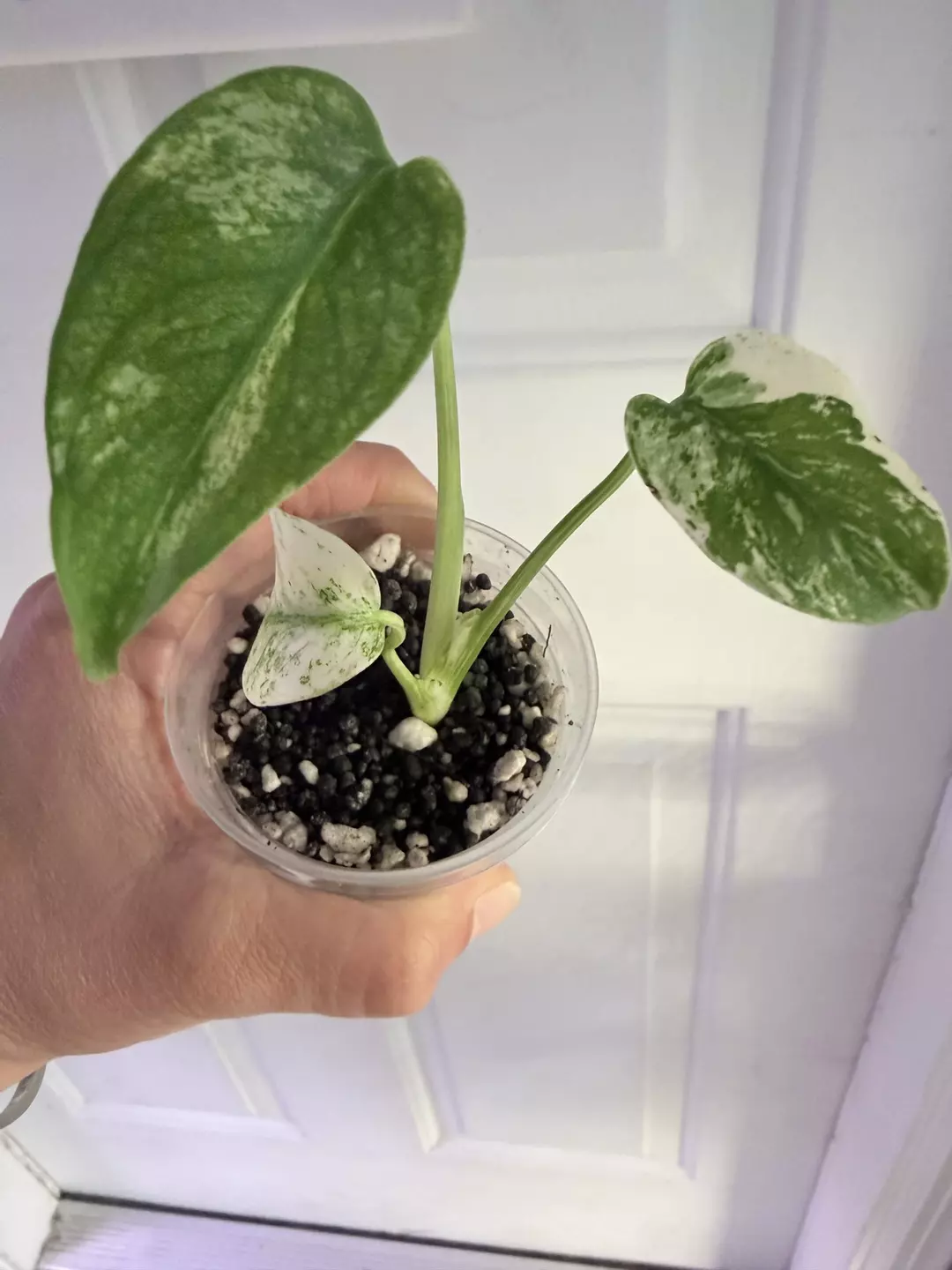 Monstera white monster thumbnail