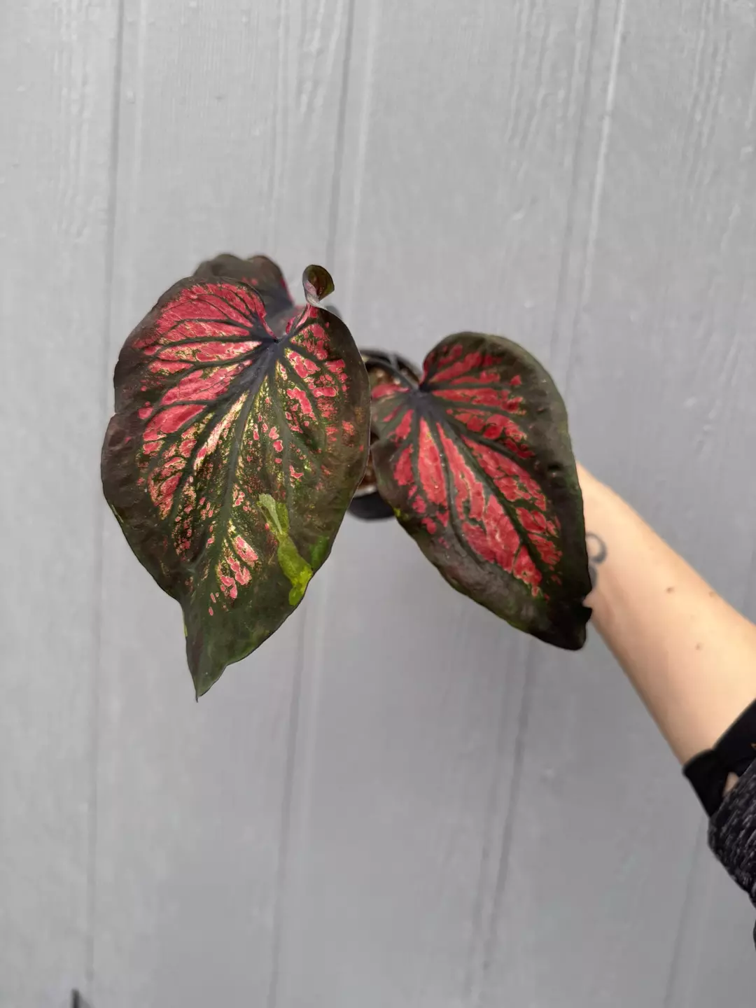 Thai Caladium Hybrid thumbnail