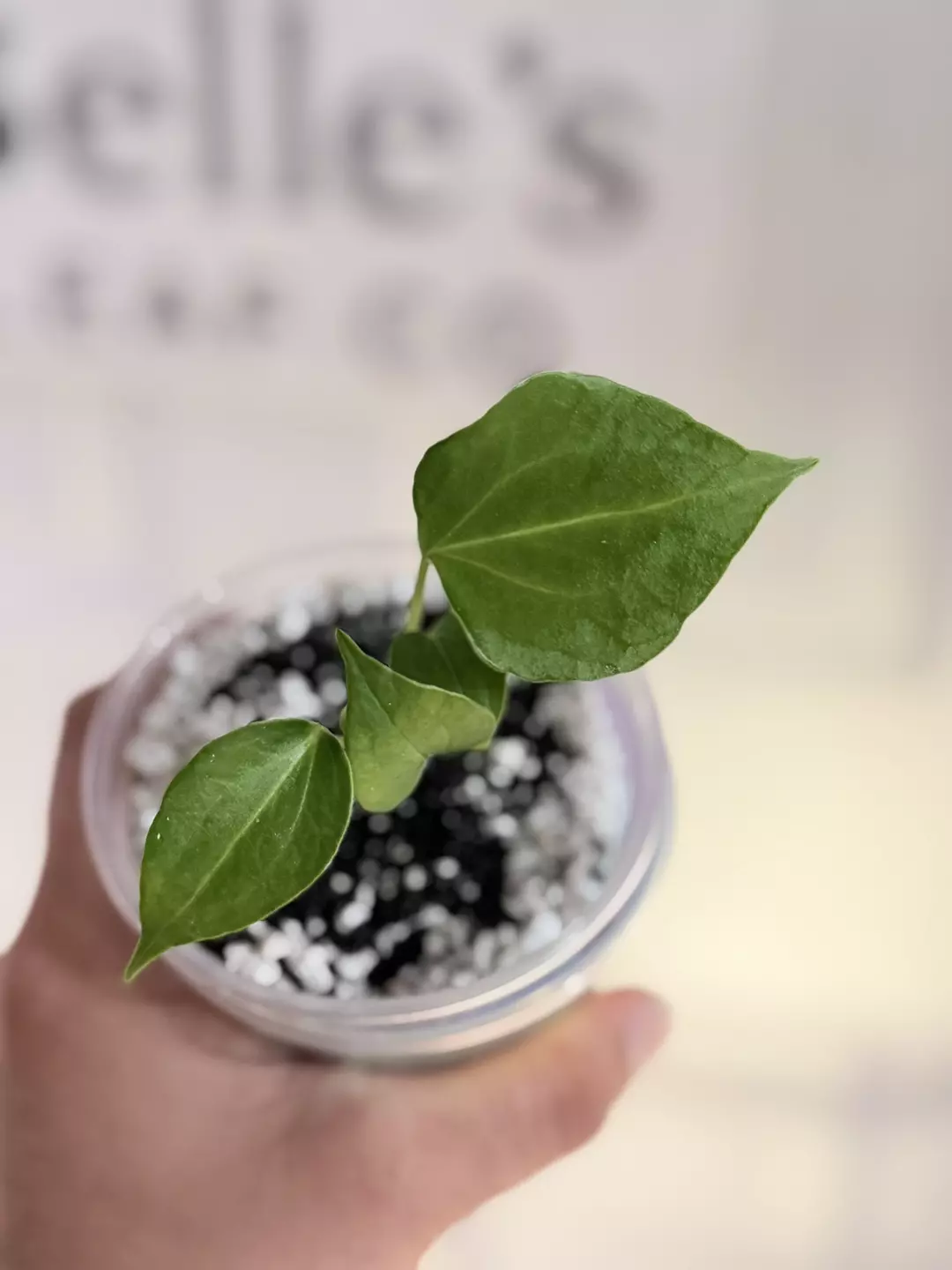 Anthurium Delta force exact plant thumbnail