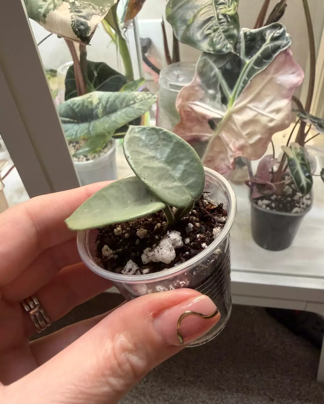 H. ‘grey fairy’ - newly rooted thumbnail