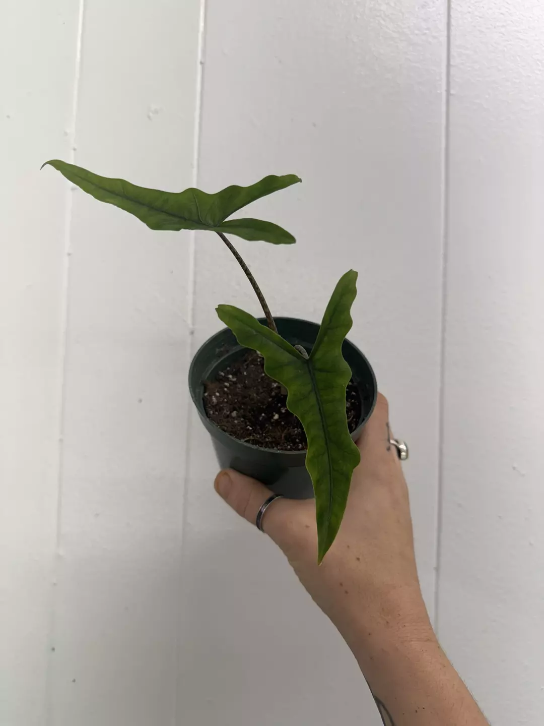 Alocasia Sabrina  thumbnail