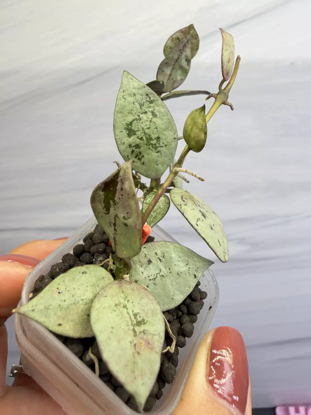 🪴 hoya Laos Silver  
✨newly Rooted cutting Grower’s Choice thumbnail